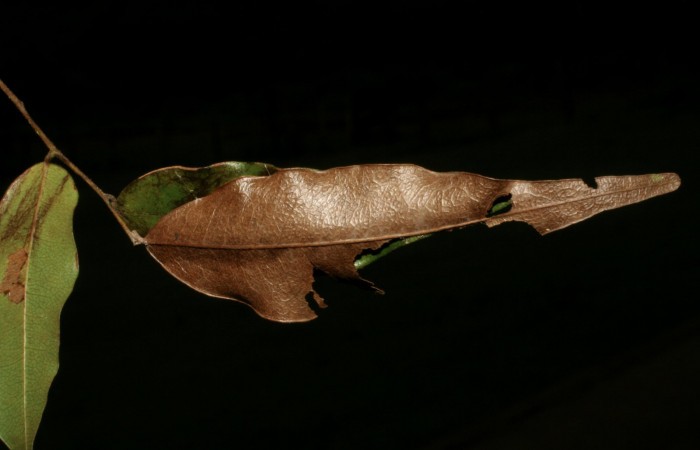 Figura 3. Casa de <i>Telemiades meris</i> (Hesperiidae), localidad Sendero Venado, Sector Rincón Rain Forest ACG (420m). Voucher: 05-SRNP-43154-DHJ407844.jpg.