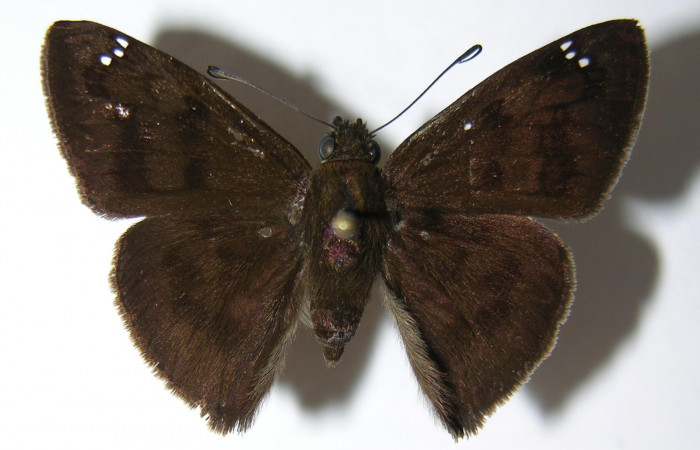 Figura 1. Adulto de <i>Telemiades meris</i> (Hesperiidae), vista dorsal, localidad Pasmompa, Sector Pitilla ACG (440m). Voucher: 06-SRNP-31705-DHJ346400.jpg.