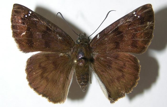 Figura 9. Adulto de <i>Telemiades meris</i> (Hesperiidae), hembra vista dorsal, localidad Pasmompa, Sector Pitilla ACG (440m). Voucher: 06-SRNP-31788-DHJ346398.jpg.