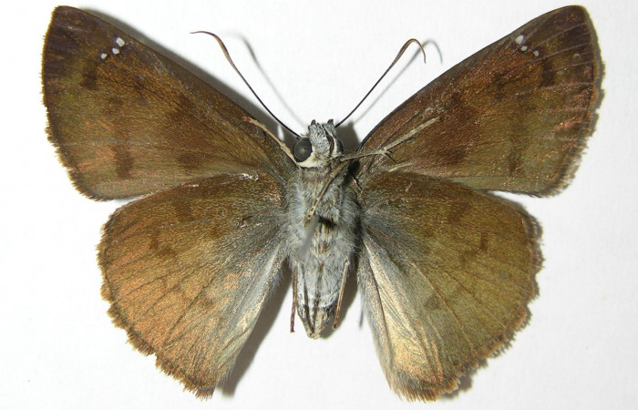 Figura 10. Adulto de <i>Telemiades meris</i> (Hesperiidae), hembra vista ventral, localidad Pasmompa, Sector Pitilla ACG (440m). Voucher: 06-SRNP-31788-DHJ346399.jpg.