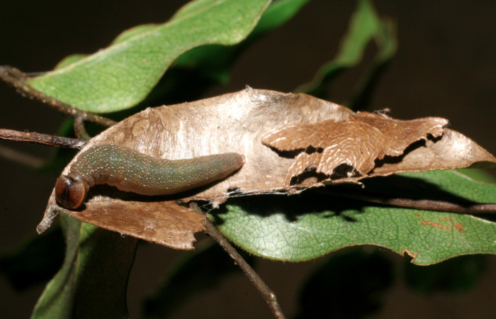 Figura 2. Casa de <i>Telemiades meris</i> (Hesperiidae), localidad Camino Porvenir, Sector Rincón Rain Forest ACG (383m). Voucher: 06-SRNP-40298-DHJ413909.jpg.