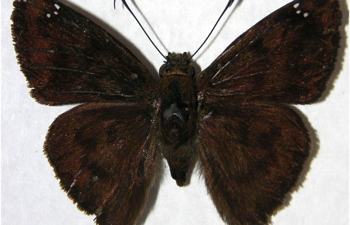Figura 11. Adulto de <i>Telemiades meris</i> (Hesperiidae), macho vista dorsal, localidad Camino Porvenir, Sector Rincón Rain Forest ACG (383m). Voucher: 06-SRNP-44852-DHJ363414.jpg.