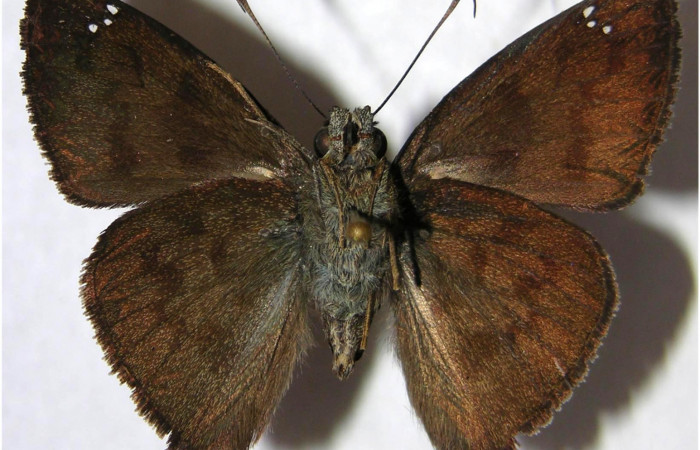 Figura 12. Adulto de <i>Telemiades meris</i> (Hesperiidae), macho vista ventral, localidad Camino Porvenir, Sector Rincón Rain Forest ACG (383m). Voucher: 06-SRNP-44852-DHJ363415.jpg.