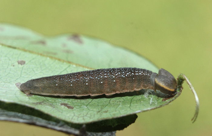 Figura 4. Larva <i>Telemiades meris</i> (Hesperiidae), tercer estadío (PPU) vista lateral, localidad Medrano, Estación Biológica Quica Sector Pitilla ACG (380m). Voucher: 15-SRNP-70333-DHJ727151.jpg.