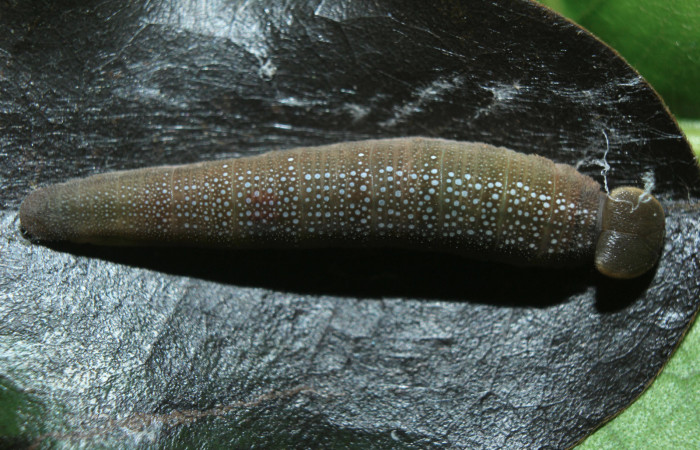 Figura 5. Larva <i>Telemiades meris</i> (Hesperiidae), penúltimo estadío (PU) vista dorsal, localidad Medrano, Estación Biológica Quica Sector Pitilla ACG (380m). Voucher: 15-SRNP-70333-DHJ727249.jpg.