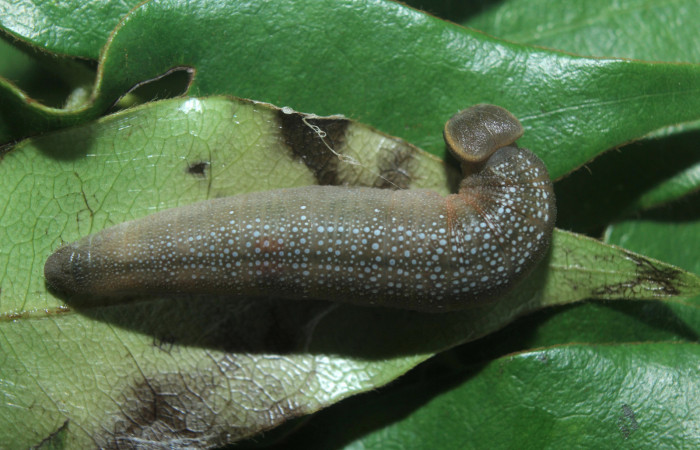 Figura 6. Larva <i>Telemiades meris</i> (Hesperiidae), último estadío (U) vista dorsal, localidad Medrano, Estación Biológica Quica Sector Pitilla ACG (380m). Voucher: 15-SRNP-70333-DHJ727256.jpg.