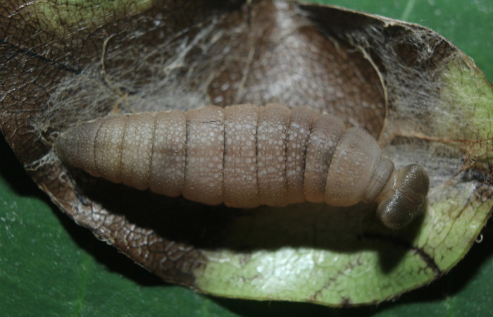 Figura 7. Larva <i>Telemiades meris</i> (Hesperiidae), en estado de prepupa vista dorsal, localidad Medrano, Estación Biológica Quica Sector Pitilla ACG (380m). Voucher: 15-SRNP-70333-DHJ727294.jpg.