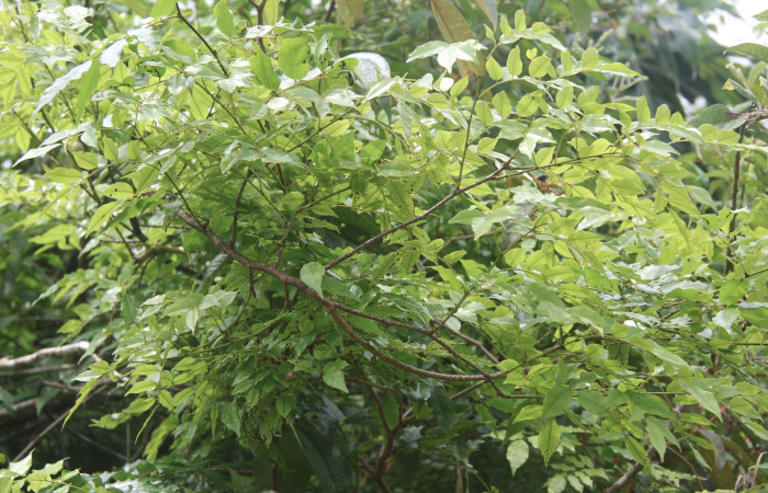 Figura 13. Planta hospedera de <i>Telemiades meris</i> (Hesperiidae), esta planta se llama <i>Machaerium seemannii</i> (Fabaceae), localidad Medrano, Estación Biológica Quica Sector Pitilla ACG (380m).