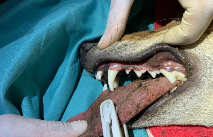 ACG  Junio 2019  Foto_ ICOMVIS-UNA