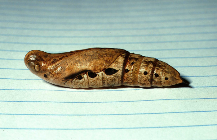 Figura 5. Pupa de <i>Xylophanes pluto</i> (Sphingidae), vista lateral, localidad Quebrada Cementerio, Sector San Cristóbal ACG (700m). Voucher: 02-SRNP-176-DHJ64282.jpg.