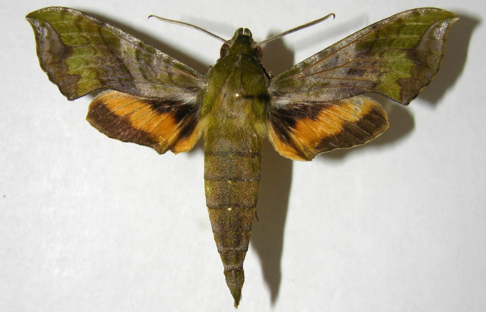 Figura 6. Adulto de <i>Xylophanes pluto</i> (Sphingidae), macho vista dorsal, localidad Luces, Sector Santa Rosa ACG (300m). Voucher: 05-SRNP-64458-DHJ357924.jpg.