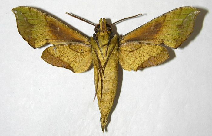 Figura 7. Adulto de <i>Xylophanes pluto</i> (Sphingidae), macho vista ventral, localidad Luces, Sector Santa Rosa ACG (300m). Voucher: 05-SRNP-64458-DHJ357925.jpg.