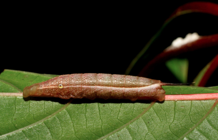 Figura 2. Larva <i>Xylophanes pluto</i> (Sphingidae), tercer estadío (PPU) vista lateral, localidad Loaciga, Sector Pitilla ACG (445m). Voucher: 06-SRNP-30423-DHJ409916.jpg.