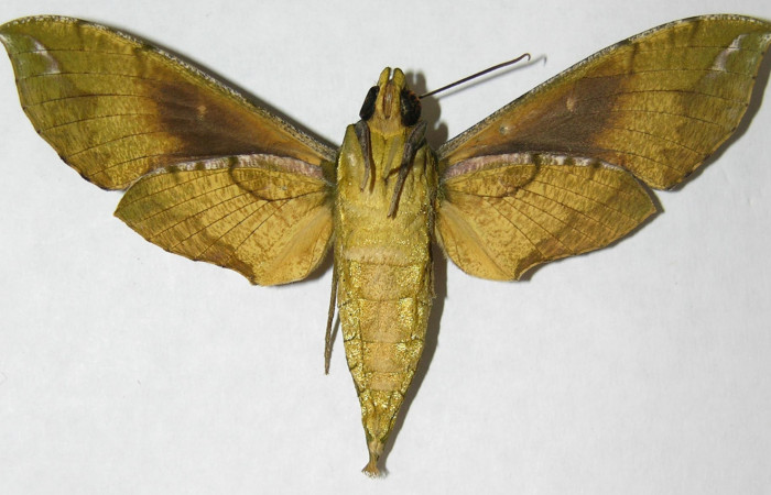 Figura 9. Adulto de <i>Xylophanes pluto</i> (Sphingidae), hembra vista ventral, localidad Pasmompa, Sector Pitilla ACG (440m). Voucher: 06-SRNP-31054-DHJ347465.jpg.