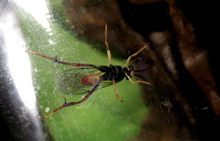 Figura 12. Adulto <i>Cryptophion</i> inaequalipesDHJ02 Ichneumonidae de <i>Xylophanes pluto</i> (Sphingidae), vista ventral, localidad Colocho, Sector Pitilla ACG (375m). Voucher: 07-SRNP-30493-DHJ418599.jpg.