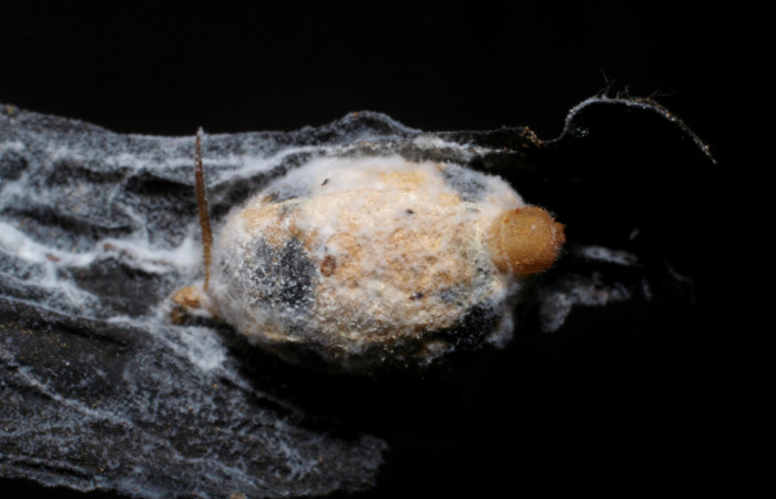 Figura 10. Capullo de parásito <i>Cryptophion</i> inaequalipesDHJ02 (Ichneumonidae) que ataca <i>Xylophanes pluto</i> (Sphingidae), localidad Colocho, Sector Pitilla ACG (375m). Voucher: 07-SRNP-30493-DHJ448400.jpg.