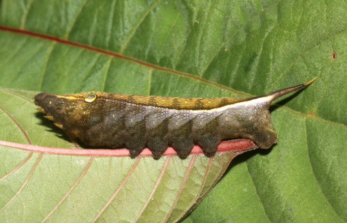 Figura 3. Larva <i>Xylophanes pluto</i> (Sphingidae), penúltimo estadío (PU) vista lateral, localidad Pasmompa, Sector Pitilla ACG (440m). Voucher: 14-SRNP-30871-DHJ721023.jpg.