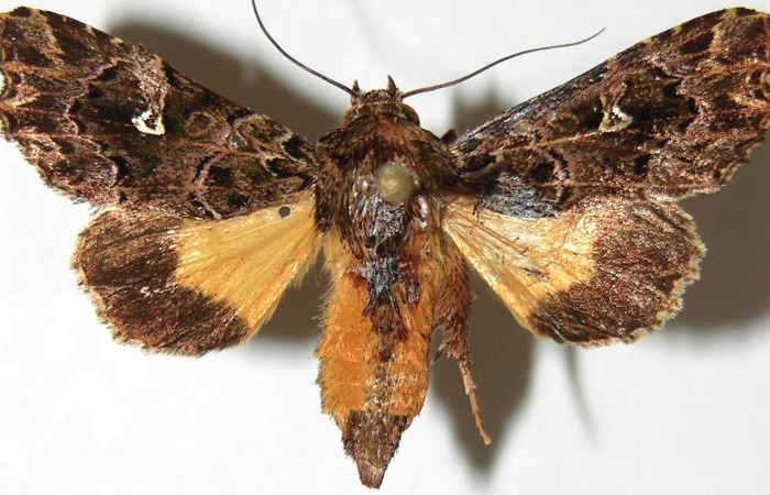 Figura 19. Adulto de <i>Argyrosticta vauaurea</i> (Noctuidae), vista dorsal, localidad Brisanta, Sector Brasilia ACG (290m). Voucher: 07-SRNP-65875-DHJ388798.jpg.