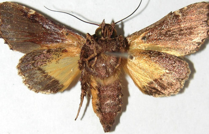 Figura 20. Adulto de <i>Argyrosticta vauaurea</i> (Noctuidae), vista ventral, localidad Brisanta, Sector Brasilia ACG (290m). Voucher: 07-SRNP-65875-DHJ388799.jpg.