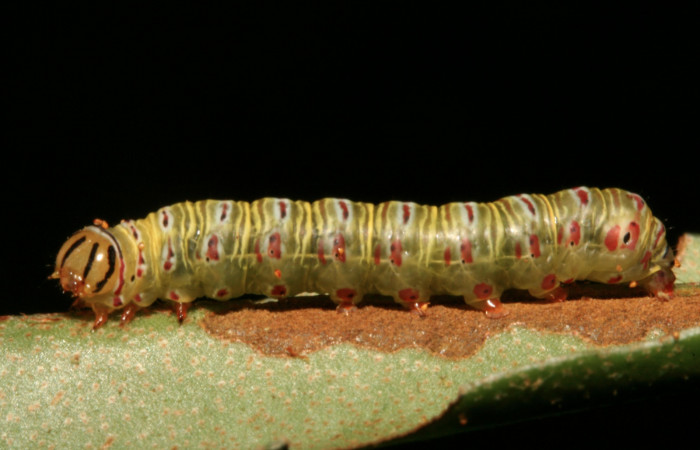 Figura 25. Larva <i>Argyrosticta aurifundens</i> (Noctuidae), penúltimo estadío (PU) vista lateral, localidad Estación Caribe, Sector Rincón Rain Forest ACG (415m). Voucher: 10-SRNP-44314-DHJ478617.jpg.