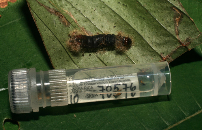 Figura 12. Adultos de <i>Euplectrus eowilsoni</i> (Eulophidae) que ataca <i>Argyrosticta bellinita</i> (Noctuidae), localidad Calma, Sector Pitilla ACG (412m). Voucher: 10-SRNP-70576-DHJ474564.jpg.