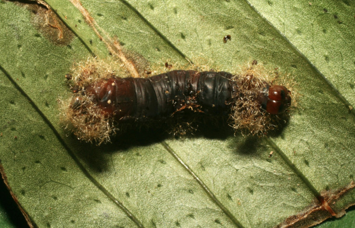 Figura 11. Larva <i>Argyrosticta bellinita</i> (Noctuidae), vista capullos de <i>Euplectrus eowilsoni</i> (Eulophidae), localidad Calma Estación Quica, Sector Pitilla ACG (412m). Voucher: 10-SRNP-70576-DHJ474565.jpg.