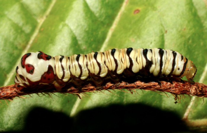 Figura 29. Larva <i>Argyrosticta</i> ditissimaPoole02 (Noctuidae), último estadío (U) vista dorsal, localidad Quebradona Estación Quica, Sector Pitilla ACG (415m). Voucher: 10-SRNP-71477-DHJ473893.jpg.