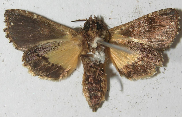 Figura 24. Larva <i>Argyrosticta eubotes</i> (Noctuidae), vista ventral, localidad Coneja Estación Quica, Sector Pitilla ACG (415m). Voucher: 10-SRNP-71916-DHJ539213.jpg.