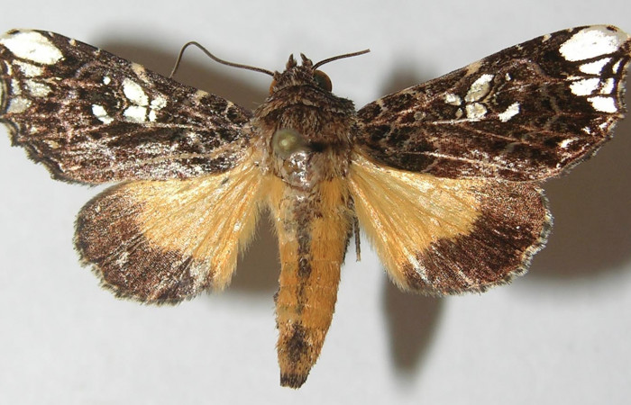 Figura 27. Adulto de <i>Argyrosticta aurifundens</i> (Noctuidae), vista dorsal, localidad Estación Quica, Sector Pitilla ACG (470m). Voucher: 10-SRNP-71922-DHJ539200.jpg.