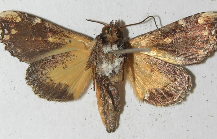 Figura 28. Adulto de <i>Argyrosticta aurifundens</i> (Noctuidae), vista ventral, localidad Estación Quica, Sector Pitilla ACG (470m). Voucher: 10-SRNP-71922-DHJ539201.jpg.
