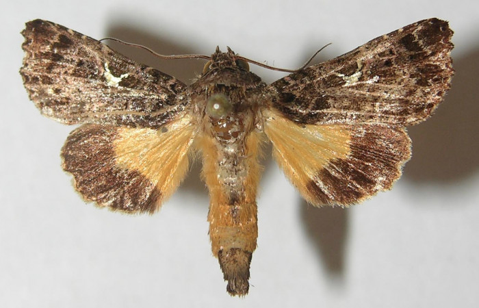 Figura 7. Adulto de <i>Argyrosticta bellinita</i> (Noctuidae), vista dorsal, localidad Quebradona Estación Quica, Sector Pitilla ACG (475m). Voucher: 10-SRNP-71950-DHJ539208.jpg.