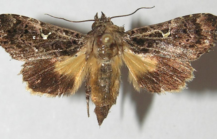 Figura 9. Adulto de <i>Argyrosticta bellinita</i> (Noctuidae), vista dorsal, localidad Estación Quica, Sector Pitilla ACG (470m). Voucher: 10-SRNP-73370-DHJ547884.jpg.