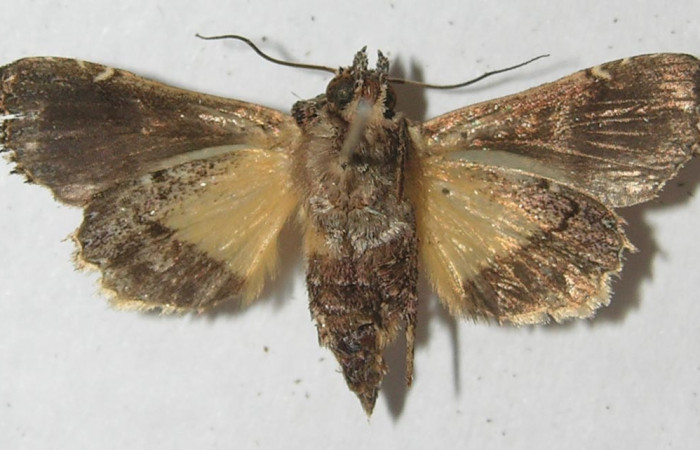Figura 10. Adulto de <i>Argyrosticta bellinita</i> (Noctuidae), vista ventral, localidad Estación Quica, Sector Pitilla ACG (470m). Voucher: 10-SRNP-73370-DHJ547885.jpg.