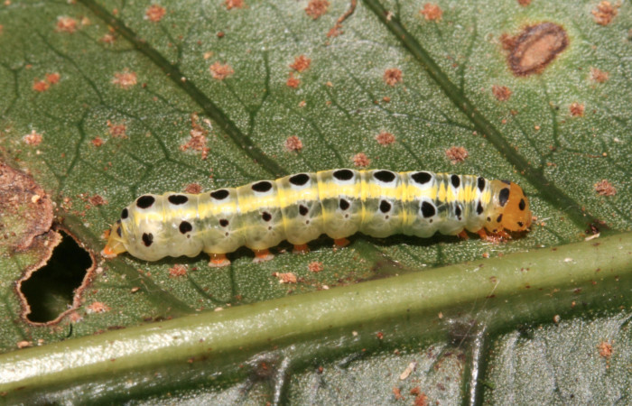 Figura 3. Larva <i>Argyrosticta bellinita</i> (Noctuidae), penúltimo estadío (PU) vista lateral, localidad San Lucas, Sector Rincón Rain Forest ACG (320m). Voucher: 11-SRNP-42194-DHJ483221.jpg.