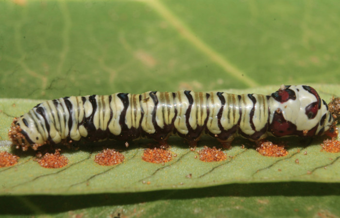 Figura 30. Larva <i>Argyrosticta ditissima</i> (Noctuidae), último estadío (U) vista lateral, localidad Pochote, Sector Rincón Rain Forest ACG (150m). Voucher: 18-SRNP-45868-DHJ719025.jpg.