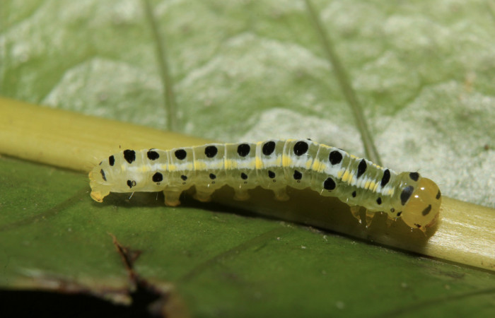 Figura 2. Larva <i>Argyrosticta bellinita</i> (Noctuidae), tercer estadío (PPU) vista dorsal, localidad Medrano Estación Quica, Sector Pitilla ACG (380m). Voucher: 19-SRNP-70665-DHJ750898.jpg.