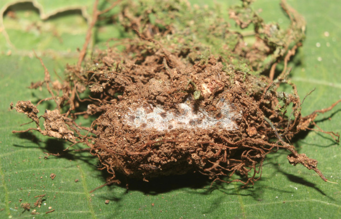 Figura 5. Capullo de <i>Argyrosticta bellinita</i> (Noctuidae), vista dorsal, localidad Medrano Estación Quica, Sector Pitilla ACG (380m). Voucher: 19-SRNP-70665-DHJ750935.jpg.