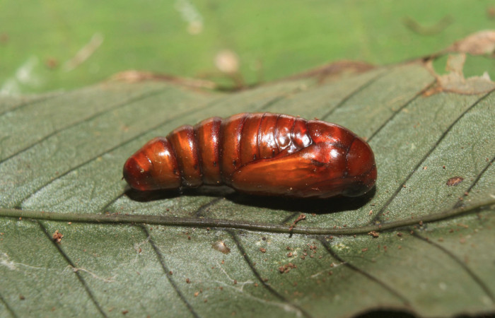 Figura 6. Pupa de <i>Argyrosticta bellinita</i> (Noctuidae), vista lateral, localidad Medrano Estación Quica, Sector Pitilla ACG (380m). Voucher: 19-SRNP-70665-DHJ750937.jpg.