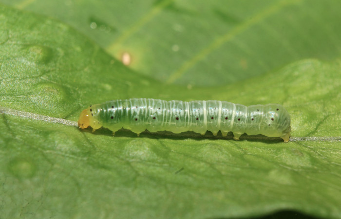 Figura 17. Larva <i>Argyrosticta vauaurea</i> (Noctuidae), penúltimo estadío (PU) vista lateral, localidad Quebradona Estación Quica, Sector Pitilla ACG (475m). Voucher: 19-SRNP-70770-DHJ751166.jpg.