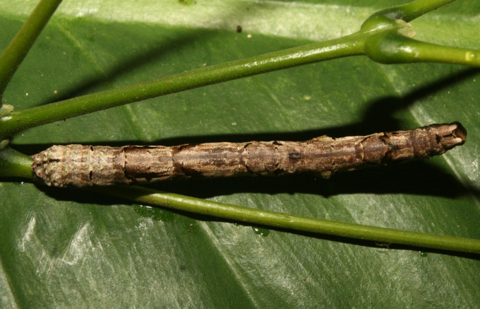 Fig.7. Vista dorsal de <i>Pero exquisita</i> (Geometridae). Voucher:14-SRNP-70135-DHJ703790.jpg