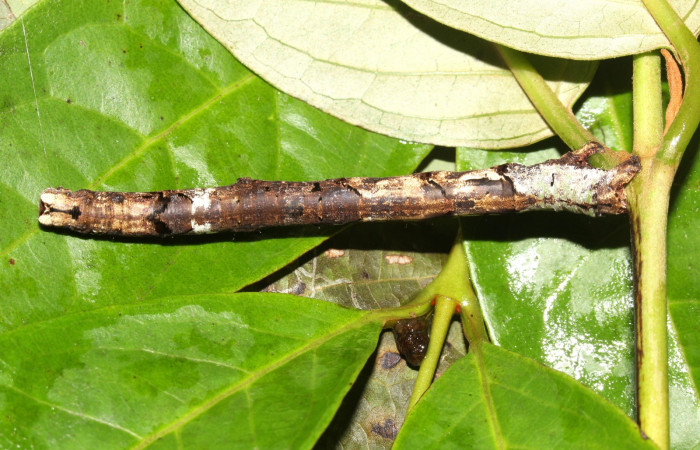 Fig.5. Vista dorsal de <i>Pero exquisita</i> (Geometridae).Alimentandose de <i>Vismia billbergiana</i>. Voucher-SRNP-31020-DHJ736621.jpg