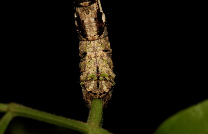 Fig.10. Vista dorsal de la cola de <i>Pero exquisita</i> (Geometridae). Voucher: 19-SRNP-27014-DHJ761438.jpg