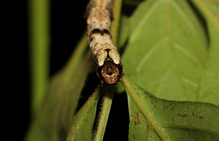 Fig.11. Vista de la cabeza de <i>Pero exquisita</i> (Geometridae). Voucher: 19-SRNP-27014-DHJ761439.jpg