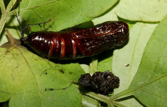 Fig.16. Vista lateral central pupa <i>Pero exquisita</i> (Geometridae). Voucher: 19-SRNP-27014-DHJ761484.jpg
