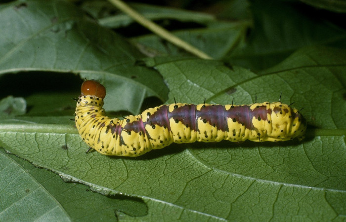 Fig. 15. Larva de <i>Cropia</i> Poole02 (Noctuidae), patrones distintivos en último estadio, comiendo Cordia bicolor (Cordaceae). Voucher: 04-SRPN-49732-DHJ87451.