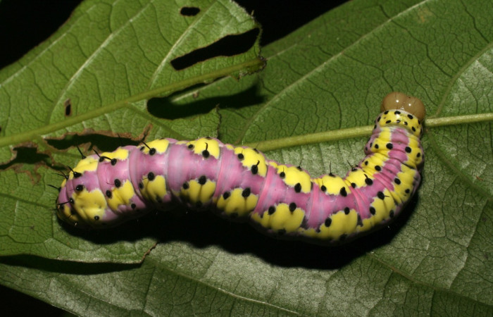 Fig. 8. Larva de <i>Cropia philosopha</i> (Noctuidae), alimentándose de <i>Cordia croatii</i> (Cordiaceae). Voucher: 07-SRPN-36087-DHJ422027.