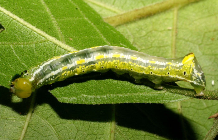 Fig. 6. Larva de <i>Cropia connecta</i> (Noctuidae), alimentándose de <i>Cordia alliodora</i> (Cordiaceae). Voucher: 08-SRPN-21521-DHJ438256.