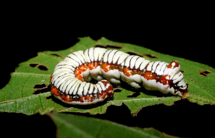 Fig. 5. Larva de <i>Cropia cedica</i> (Noctuidae), alimentándose de <i>Cordia alliodora</i> (Cordiaceae). Voucher: 08-SRPN-6029-DHJ44031.