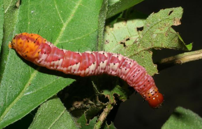 Fig. 18. Larva de <i>Cropia</i> Poole02 (Noctuidae), prepupa etapa anterior a la pupa.Voucher: 09-SRPN-55336-DHJ451856.