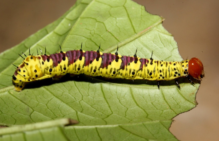 Fig. 14. Larva de <i>Cropia</i> Poole02 (Noctuidae), muescas dejada durante su alimentación en <i>Cordia bicolor</i> (Cordaceae). Voucher: 15-SRPN-40894-DHJ803860.